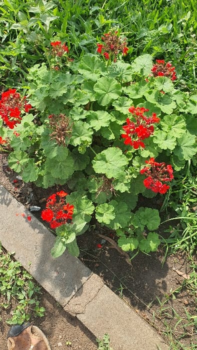 An outdoor, eye-level photograph captures a vibrant plant displaying numerous clusters of red flowers and prominent green, lobed leaves, consistent with a geranium species, located in Kobura ward, Kenya. The plant is positioned in dark soil, surrounded by a mix of green grass and various weeds. Several flower clusters are in full bloom, exhibiting a bright red hue, while others appear dried or spent, displaying a darker, brownish-red color. A light grey concrete curb or border, exhibiting minor surface cracks, runs diagonally across the lower portion of the frame, separating the soil from more ground vegetation. A partial view of a human left foot, wearing a light brown open-toed sandal, is visible in the bottom-left corner, resting on the soil adjacent to the concrete edge. The scene is brightly lit by natural sunlight, casting discernible shadows from the plant onto the ground.