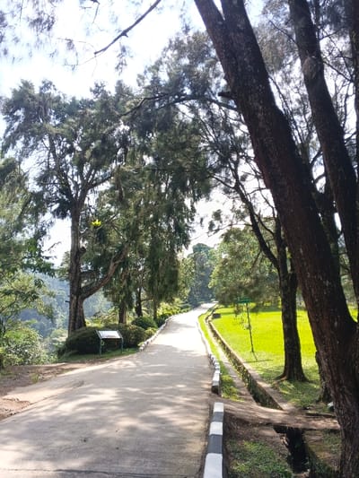 A tree-lined road curves into the distance under a bright, sunny sky. Tall trees with textured bark frame the right side, while lush green foliage and smaller trees border the left. A concrete walkway with black and white striped edges runs alongside a grassy area. A sign is visible near the road's edge. The road itself is paved and bathed in sunlight.
