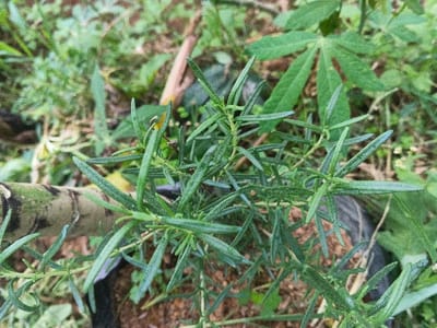 A top-down, slightly angled view captures a live rosemary plant (Rosmarinus officinalis) in a dark-colored planter, positioned in the city of Banteay Srei, Cambodia. The plant exhibits multiple branching stems covered densely with slender, dark green, needle-like leaves. The immediate background is out of focus, revealing various green foliage, including larger, palmate leaves, and patches of light brown soil. A light-colored, possibly wooden or bamboo, support stake or trunk segment is visible horizontally in the lower-left to mid-left portion of the frame. The scene is brightly and evenly illuminated by natural light. No human subjects or discernible actions are present.