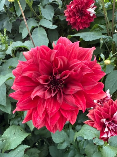 The image is a close-up, outdoor, eye-level shot of several red dahlia flowers in bloom. The primary focus is on a large, fully opened red dahlia in the foreground, showcasing its intricate, layered petals. To the upper right and lower right, parts of other dahlia blooms are visible, one with streaks of white. The background consists of lush green foliage, suggesting a garden or natural setting. There are no people or animals present. The image appears to be taken in the city of Птицевод-2 Снт, Russia, based on the provided context.