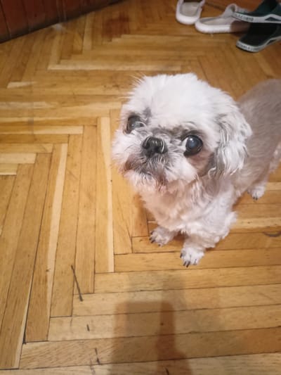 The image shows a Shih Tzu dog standing on a wooden floor. The dog is mostly white with some gray patches on its head and back. It has dark eyes and a black nose. The dog is looking up towards the camera with a curious expression. In the background, there are a few pairs of shoes on the floor, including some white slip-on shoes and dark green sneakers. The wooden floor is laid in a herringbone pattern. The overall lighting suggests it could be daytime indoors. The location is identified as Grudziądz, Poland. There is no visible text in the image.