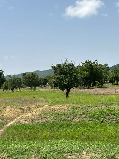 The image depicts a rural landscape in Atawa, Nigeria, characterized by sparse vegetation and traditional structures. In the foreground, a field of green grass stretches across the frame, with patches of dry, sandy earth interspersed. A dirt path winds through the grass, suggesting a frequently traveled route.

In the mid-ground, several trees of varying sizes and densities stand, their leaves a vibrant green against the lighter background. Behind the trees, a few huts with thatched roofs are visible, indicative of a small settlement. These huts are simple in construction, blending into the natural environment.

The background is dominated by rolling hills covered in lush green foliage, creating a sense of depth and scale. The sky above is a clear, pale blue, with a few wispy white clouds scattered across it. The overall impression is one of a serene, rural setting, typical of many villages in Nigeria. There are no people or animals visible in the image, and the scene appears tranquil and undisturbed.