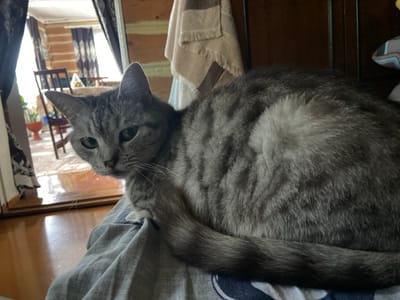 A gray tabby cat is resting on a bed, with its body curled up. The cat has green eyes and a striped pattern on its fur. The background shows a room with wooden walls and furniture, including a table with chairs and a window with curtains. The scene appears to be inside a house in the city of Askarovo, Russia. The lighting is natural, coming from the window.