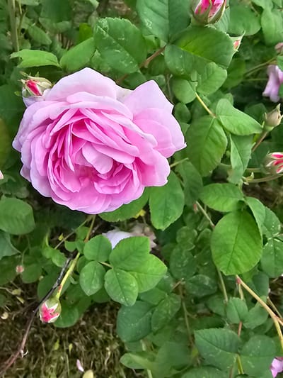 In Chukholovo, Russia, a close-up shot captures a fully bloomed pink rose in the center, its petals tightly layered and a soft pink hue. Surrounding the rose are numerous green leaves and several rose buds. Some buds are partially open, revealing hints of pink and red, while others are tightly closed. The background is a blur of green foliage and the dark earth, suggesting an outdoor garden setting. The lighting is natural, illuminating the delicate textures of the rose and its surrounding flora.