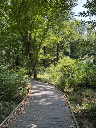 A wooden boardwalk curves through a sun-dappled forest. The boardwalk is made of weathered grey planks, some of which are scattered with dry leaves. The path is flanked by dense green foliage and the trunks of tall trees. Sunlight filters through the leaves, creating dappled patterns of light and shadow on the boardwalk. The sky is visible in patches between the tree canopy, appearing bright blue with some white clouds. The overall scene depicts a peaceful and natural environment. The image does not provide any information about the city of Jalama, Azerbaijan.