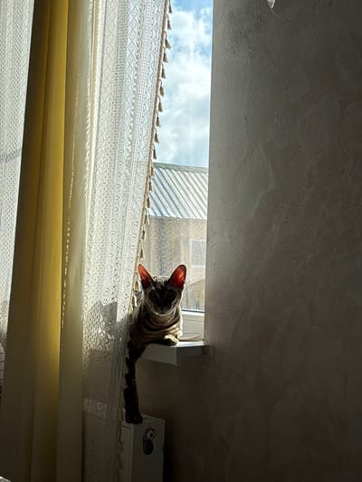A tabby cat with large ears sits on a windowsill, partially obscured by yellow and lace curtains. The cat is looking directly at the camera. Sunlight streams through the window, casting shadows on the wall. Outside the window, a metal roof and some buildings are visible under a cloudy sky. A white radiator is positioned below the windowsill. The scene is indoors, with the window overlooking an exterior view. The location is identified as Natukhayevskaya, Russia.