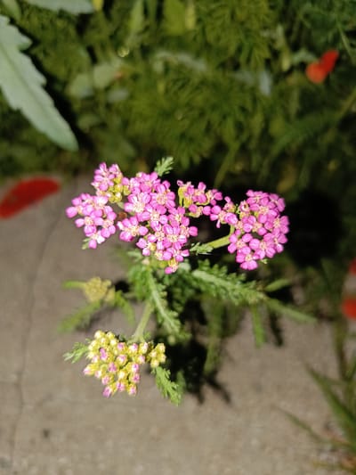 This is a close-up, eye-level shot of pink yarrow flowers in the foreground. The flowers are clustered together in small, delicate blooms, with some buds showing hints of pink and yellow. The plant's feathery green foliage is visible, providing a soft backdrop. In the background, out of focus, are more dark green foliage and hints of what appear to be red decorative elements. The ground beneath the plant is a neutral, concrete-like surface. The lighting suggests it might be evening or a dimly lit area, as the background is dark, and the flowers are illuminated. There are no people visible. The scene appears to be an outdoor setting, possibly a garden or decorative planting. No text is visible in the image.