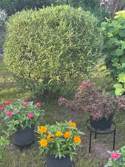In Kaltan, Russia, this image depicts a verdant garden scene. A large, round, green bush dominates the center. To its left, two black pots contain pink and orange zinnias, respectively, while to the right, a dark-leaved plant with red and cream accents is potted and placed on a black metal stand. In the background, a large green plant with broad leaves, possibly a hydrangea, is visible. The ground is covered in grass, and the overall impression is one of a well-maintained outdoor space bathed in natural light. No people are present in the image.