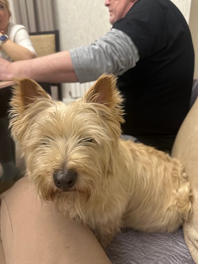A tan-colored terrier dog is lying on a beige upholstered surface, likely a sofa or chair. The dog's head is prominently displayed in the foreground, with its nose and eyes clearly visible. To the left of the dog, a person is partially visible, wearing a black shirt over a gray long-sleeved shirt. Part of another person is at the bottom left corner of the image. The environment appears to be indoors, potentially a living room. There is no information to confirm the location is in слобода Старая, Russia.