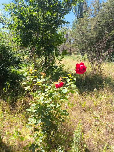 The image depicts a garden scene in Малиновка, Kyrgyzstan. In the foreground, a rose bush with green leaves and two red roses is visible. The bush is situated amidst dry, yellowed grass and other low-lying vegetation. Behind the rose bush, a large tree with vibrant green foliage dominates the left side of the frame, with a clear blue sky visible through its leaves. To the right, a cluster of evergreen trees and bare branches creates a denser background. The ground cover throughout the scene consists of dry grass and patchy green plants, suggesting a warm, possibly arid environment. The overall impression is one of a natural, somewhat wild garden under a bright, sunny sky.