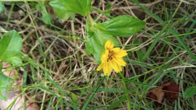 The image depicts a close-up, overhead view of a small, yellow wildflower in a natural environment. The flower, with its daisy-like petals and dark center, is positioned slightly to the right of the frame. It is surrounded by various shades of green grass and dry, brown foliage, suggesting an outdoor setting, possibly a field or garden. The lighting appears natural, indicating it was taken during the day. The ground is visible beneath the vegetation, appearing to be soil and organic matter. There are no people or man-made objects prominently featured in the image.