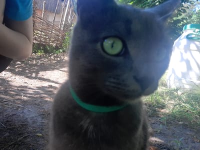 This is a close-up, low-angle, outdoor photograph of a gray cat wearing a green collar. The cat's face, particularly its green eye, is in sharp focus, while its body and surroundings are blurred. In the background, a woven fence, foliage, and a white plastic container are visible. The ground appears to be dirt with scattered dry leaves and grass. The photograph was taken in Liubakhy, Ukraine.