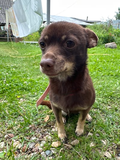 A small, brown dog with tan markings on its face, legs, and tail sits on a patch of grass in a yard. The dog is looking directly at the camera with its head slightly tilted. It is wearing a pink collar. In the background, there is a clothesline with a white sheet hanging on it, some green vegetation, a wooden fence, and a roof of a building. The ground is covered in grass and small stones. The image appears to be taken outdoors in a rural or suburban setting, likely in Piriutino, Russia, given the context of the request. There are no people or other animals visible in the frame.