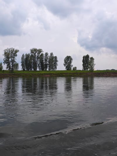 An overcast day is captured in this landscape image, showing a wide river in the foreground and a tree-lined bank in the distance. The river's surface is rippled, reflecting the muted grey sky and the dark green foliage of the trees. The trees are of various sizes and densities, forming a continuous line along the elevated bank. The bank itself appears to be covered in grass, with a darker strip of soil or sand visible at the water's edge. In the far distance, beyond the trees, hints of man-made structures are barely discernible, suggesting a settled area or perhaps a road. The overall impression is one of natural tranquility under a cloudy sky. The location in Kazachinskoe, Russia, situates this scene within a region known for its rivers and natural landscapes.