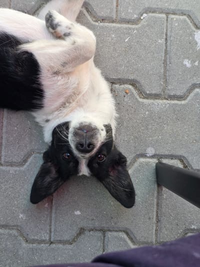 A medium shot shows a black and white dog lying on its back on a paved surface composed of interlocking grey stones. The dog is the primary subject, with its head tilted and facing the camera. It has large, pointed ears, a black snout with white whiskers, and dark brown eyes. Its fur is predominantly white on its chest and legs, with black markings on its face, ears, and hindquarters. One of its front paws is resting on its chest.
To the right of the dog, a dark-colored object, likely the leg of a chair or table, is visible, casting a shadow on the paving stones. Further to the right, a portion of a purple fabric is visible, possibly clothing or upholstery. The paving stones are slightly worn and appear to be outdoors. The lighting suggests it is daytime, with no indication of specific weather conditions.
The dog's posture and expression, with its playful upturned body and direct gaze, convey a sense of relaxation and perhaps a hint of mischievousness. The setting appears to be a casual outdoor area, possibly a patio, sidewalk, or courtyard in Lozno, Bulgaria. No text is visible in the image.