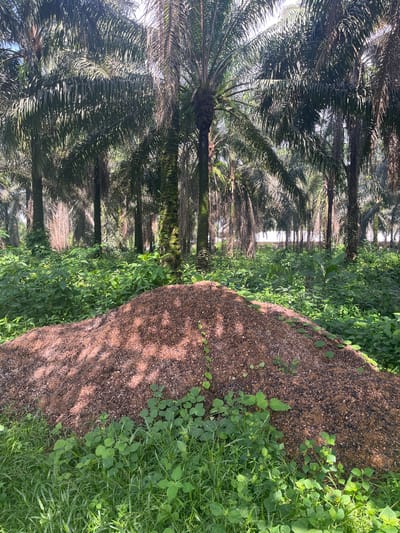 The image displays a sunny palm plantation located in Aghalokpe, Nigeria. Tall, mature palm trees with dense, dark green fronds form neat rows that extend into the background, their trunks providing a vertical structure. Sunlight filters brightly through the leafy canopy, casting dappled patterns of light and shadow across the scene.

In the foreground, a prominent, curved mound of reddish-brown, granular material stretches diagonally across the frame. This mound appears to be covered in small, newly sprouted green plants, suggesting it could be composed of soil, compost, or processed palm byproduct. Adjacent to and around the mound, the ground is covered with lush green vegetation, including various grasses and broad-leafed plants.

No people or specific activities are visible, but the organized rows of trees and the maintained ground cover indicate an active agricultural setting. The strong lighting and clear shadows suggest it is daytime under bright, sunny weather conditions. There is no visible text in the image.