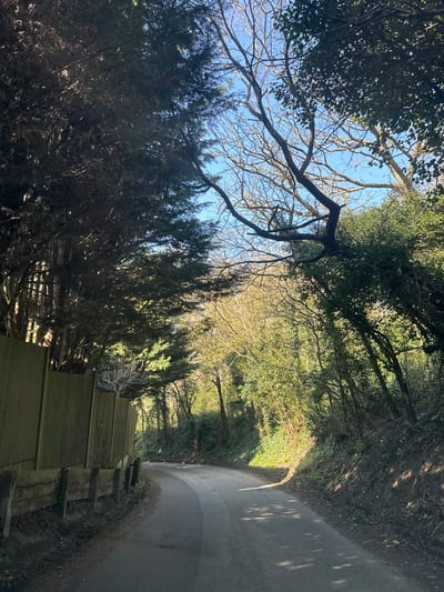 An asphalt road curves gently to the right and recedes into the distance in Upper Upnor, United Kingdom. On the left, a tall, light-colored wooden fence supported by horizontal wooden sleepers runs parallel to the road, partially obscured by dense coniferous trees and foliage behind it. This left side of the scene is predominantly in shadow. The right side of the road features a steep embankment covered in a mix of deciduous trees with bare branches and evergreen foliage, illuminated by direct sunlight, creating bright patches on the vegetation and dappled shadows on the road surface. A clear blue sky is visible through the tree canopy overhead. No individuals, vehicles, or animals are present.