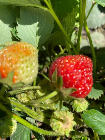 A close-up, slightly blurred shot captures a strawberry plant outdoors. The primary subjects are two strawberries, one ripe and red, the other still green and developing with hints of orange. The red strawberry is in the upper-center of the frame, its surface covered in small seeds and glistening. The green strawberry is in the lower-center, showing its developing seeds.

Surrounding the strawberries are the plant's characteristic serrated green leaves and fuzzy green stems. The stems are hairy, with fine white hairs visible along their length. Several small, undeveloped green fruits, or "buttons," are also present, particularly in the right and lower portions of the image. The background consists of more greenery and the dappled sunlight suggests it is daytime, possibly a sunny day given the bright highlights on the strawberries. There are no people or visible text. The setting appears to be a garden or field, given the natural growth of the strawberry plant. The overall impression is one of natural growth and the progression of fruit development.