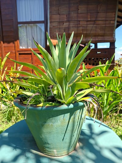 The image shows a large green potted plant with long, pointed leaves. The pot sits on a teal-colored round surface, possibly a table. Behind the plant is a wooden structure, perhaps a building with a window. The photo was taken in Lodtunduh, Indonesia. The plant appears to be an agave type. There is other foliage surrounding the pot and wooden structure, including some dead fronds in the pot. The background is somewhat blurry but appears to be a yard or garden. The image is taken in daylight.