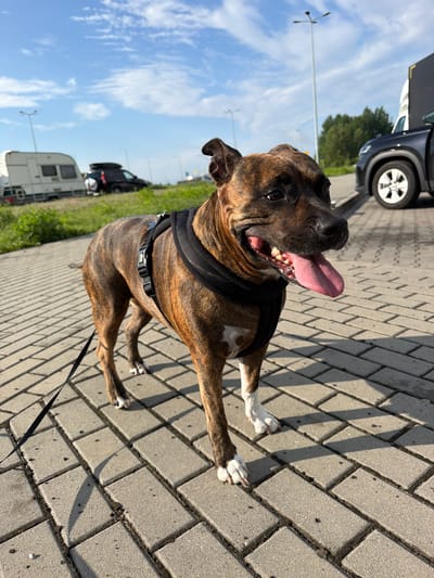 A brindle-colored dog wearing a black harness stands on a paved surface under a blue sky with scattered clouds. The dog is facing to the right with its tongue hanging out. In the background, to the left, a white caravan and a dark SUV are parked on a grassy area. Further in the background, trees are visible. To the right, the front of a dark vehicle is parked, with its front wheel clearly visible. The paved area appears to be a walkway or parking lot, with distinct brick-like paving stones. The overall scene suggests an outdoor setting, possibly a rest stop or campground, given the presence of the caravan and vehicles. The location is identified as Nowa Gorzelnia, Poland.