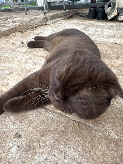 A dark brown cat is lying on a light-colored, rough concrete surface, possibly outdoors. The cat is curled up with its head resting on its paws, and its eyes are closed, suggesting it is sleeping or resting. Its fur is short and dense, and its whiskers are long and white. The concrete has a textured and slightly uneven appearance, with some debris and small stones scattered on it. In the background, there are hints of a metallic structure and some items that might be gardening tools or outdoor equipment, as well as a pair of black rubber boots and a pair of worn sneakers. The overall impression is of a casual, outdoor setting, perhaps a yard or a work area. The image is taken from a high angle, looking down at the cat.