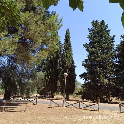 The image depicts a sunny outdoor scene, likely a park or a rural area, with a clear blue sky. The foreground is covered in dry, light-brown grass, with a wooden bench on the left. Behind the bench, a wooden fence with a criss-cross pattern runs across the middle ground. A paved path or road is visible beyond the fence, with more dry grass and vegetation on the other side. Several tall, coniferous trees dominate the background, with one particularly large, dense tree on the right and two slimmer, columnar trees in the center, accompanied by another large pine-like tree on the left. A modern-style lamppost stands between the two central trees. The overall environment appears natural and somewhat arid. A timestamp "16.07.2026 14:15" is visible in the bottom right corner. The image does not contain any people or visible actions. This scene could be found in the outskirts of Grumo Appula, Italy, given the presence of Mediterranean vegetation and landscape features.