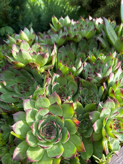 The image shows a close-up, overhead view of a cluster of green succulents with dark red tips. The plants are tightly packed together, forming a dense mat. Each succulent rosette is composed of fleshy, pointed leaves arranged in a spiral pattern. Small water droplets are visible on the leaves, suggesting recent rain or watering. To the left of the succulents, a blurred background of dark green foliage can be seen, possibly other plants or trees. The lighting suggests it is daytime, with some sunlight casting shadows on the leaves. No people, text, or specific events are depicted. The context provided indicates the location as Kiskelovo, Russia.