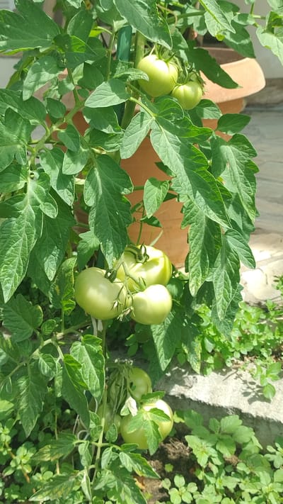 The image shows a close-up of a tomato plant with several unripe green tomatoes growing on it. The plant is leafy and appears to be healthy, with vibrant green foliage. The tomatoes are various sizes, with some clusters of two or three. The plant is in a pot, which is partially visible in the background, and the pot is sitting on a paved surface. The scene is outdoors, with natural lighting casting shadows. The background also shows some other greenery and a stone wall or foundation. The location is identified as Νέα Μηχανιώνα, Greece.