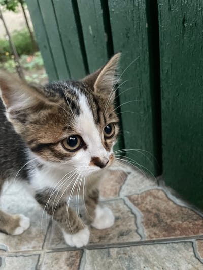 A tabby and white kitten is looking to the right, with its body facing mostly forward. The kitten has large, expressive eyes and prominent white whiskers. It is standing on a tiled patio. Behind the kitten, a dark green wooden fence is visible. The background shows some blurred greenery, suggesting an outdoor setting. The image does not provide any information about the location being Sadaclia, Moldova.