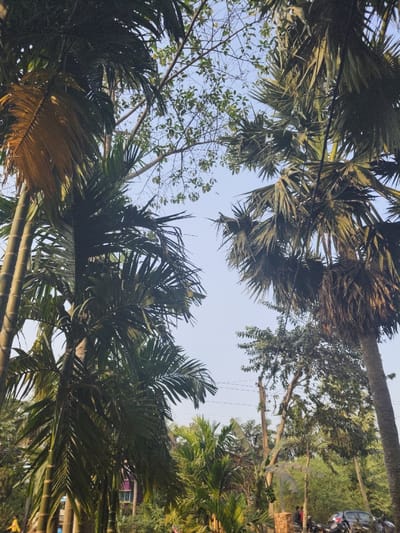 The image depicts an outdoor scene in Kalabaru, India, captured from a low angle looking upwards through dense tropical vegetation towards a clear, pale blue sky. Dominating the frame are multiple palm trees, with slender-trunked varieties on the left and a thick-trunked palm with broad, fan-like fronds on the right. Various green foliage, including shrubs and what appear to be banana plants, fills the lower and mid-ground. In the lower right quadrant, a wooden utility pole with visible wires stands amidst further greenery. Adjacent to the pole, several vehicles are parked, including a dark-colored car and at least two motorcycles. Approximately three to four individuals, dressed in dark clothing, are standing near the parked vehicles and a stack of red bricks. A segment of a purple building with white trim is partially visible through the foliage in the mid-left background. The scene is illuminated by natural daylight.