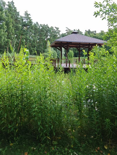 This image depicts a serene outdoor scene. In the foreground, a dense growth of tall, green, leafy plants creates a natural barrier, partially obscuring the view. Behind this lush vegetation, a wooden gazebo with a brown, shingled roof stands prominently. The gazebo is situated on a wooden platform extending over a body of water, which appears to be a lake or pond. In the background, a dense forest of tall evergreen trees frames the scene, suggesting a natural, possibly rural or park-like setting. The sky is overcast, with a bright, diffused light. There are no people or animals visible in the image. The location is not identifiable as Neva, Russia from the visual information provided.