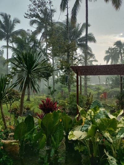 The image depicts a tropical garden during a rain shower, likely in Kidapawan, Philippines. In the foreground, large-leafed plants, including some with variegated green and white leaves, dominate the scene. Behind them, a bright red spiky plant stands out. Further back, a tall, slender palm tree with spiky leaves is visible, alongside other palm trees and lush green foliage. A rustic wooden gazebo with a slatted roof is present on the right side of the frame, with a solar panel attached to a pole in front of it. The background reveals more dense vegetation and a hazy, overcast sky. Raindrops are visible throughout the image, indicating active precipitation. No people are present. The overall impression is one of a verdant, tropical landscape experiencing a downpour.