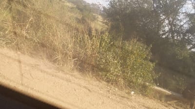 The image shows a dirt road in Rutshuru, Democratic Republic of Congo, at the coordinates -0.816 latitude, 29.355 longitude. The road is bordered on one side by tall, dry grass, and on the other side by dense foliage. The road slopes downward, and there is a slight haze in the air. There are no people or animals present in the image. The photograph appears to have been taken from a vehicle.