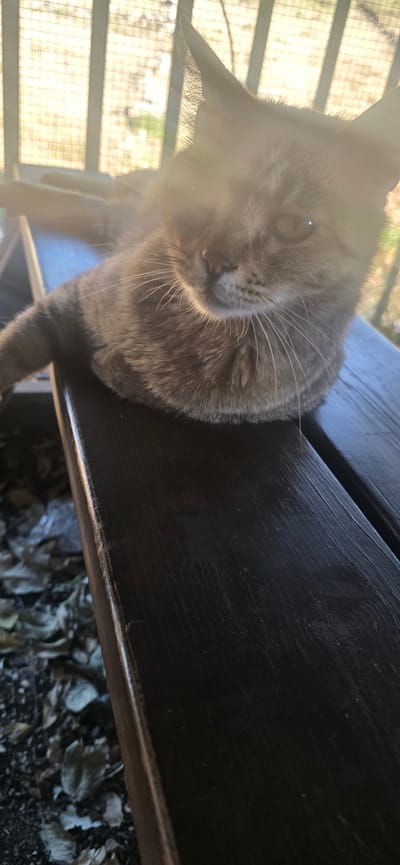 A domestic short-haired feline, exhibiting a dilute tabby or calico pattern in shades of gray and brown, rests in a recumbent position on a dark-stained wooden surface. The cat's head is oriented slightly towards the right side of the frame, with its left eye visible and reflecting a point light source. Prominent white vibrissae extend from its muzzle. The ears are erect and pointed. The scene is set outdoors, likely on a balcony or patio in the city of Karmiel, Israel. The wooden surface, characterized by visible grain, extends across the lower portion of the image. Below and to the left of the wooden surface, out-of-focus dry, fallen leaves are visible on the ground. The background features a brightly illuminated, grid-patterned structure, consistent with a fence or railing, against a strong backlighting source. This intense light creates a significant lens flare, particularly in the upper-left quadrant, partially obscuring the feline's upper face and sections of the background. The subject is largely silhouetted against the bright background due to the strong backlighting.