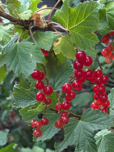A close-up shot shows a cluster of ripe red currants hanging from a branch, surrounded by their large, green, lobed leaves. The berries are plump and vibrant red, with a slight translucence that hints at their juicy interior. They are clustered together in small bunches along thin, reddish stems. The leaves are deeply veined and have serrated edges, with some showing signs of slight browning or damage around the edges. The background is softly blurred, suggesting a natural outdoor setting, likely a garden or a wooded area, with other greenery visible. The lighting appears to be natural daylight, illuminating the berries and leaves with a soft glow. The overall impression is one of natural abundance and the freshness of ripe fruit. The image evokes a sense of late summer or early autumn when currants are typically harvested. There is no visible text in the image.