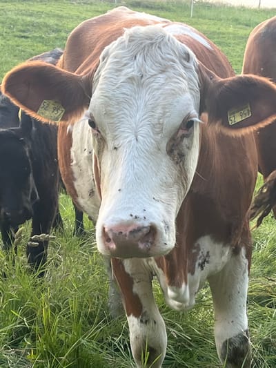In a grassy field in Wiera, Germany, a brown and white cow is facing the camera. The cow has a tag in its left ear with the number 52 957. Another cow, entirely black, is visible to the left of the main subject, with only its head and part of its body in the frame. The grass is tall and green, with some dried stalks interspersed. The lighting suggests it is either early morning or late afternoon, with the sun casting a warm glow. Flies are visible on the faces and bodies of the cows, indicating a natural outdoor environment.