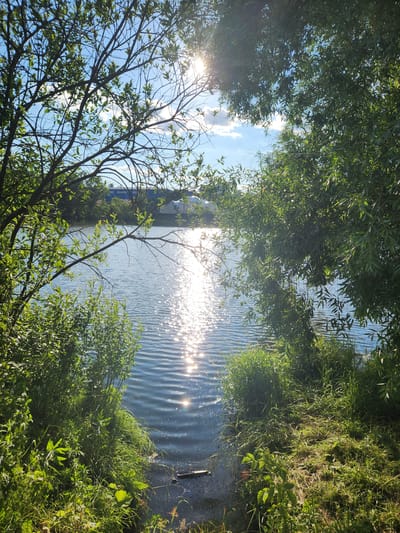 This is a landscape photograph taken outdoors on a sunny day. The image is oriented vertically. The primary subjects are a body of water, lush green vegetation, and the sky. The water, likely a lake or river, occupies a significant portion of the frame. Sunlight reflects brilliantly off its surface, creating a shimmering effect with numerous small, bright sparkles. The surface of the water appears rippled.
Along the right edge of the water, there is a bank covered in dense, tall green grass. The vegetation is thick and appears wild, with some darker soil visible beneath the grass in places.
Framing the scene, especially on the left and top, are the branches and leaves of trees. The leaves are a vibrant green, and some are backlit by the sun, creating a luminous effect. Through the foliage and across the water, a building with blue siding and windows can be seen in the distance. The sky is visible through the tree branches, showing patches of blue and some fluffy white clouds.
The time of day appears to be midday or early afternoon, given the bright sunlight and the intensity of the sun's reflection on the water. The weather is clear and sunny. The overall mood is peaceful and serene, evoking a sense of natural beauty and tranquility.
There is no visible text in the image. The location context of Yudino, Russia, suggests this could be a natural setting near a body of water in that region. The scene depicts a natural landscape, possibly a park or a natural reserve, with a man-made structure visible in the distance, hinting at proximity to a developed area.