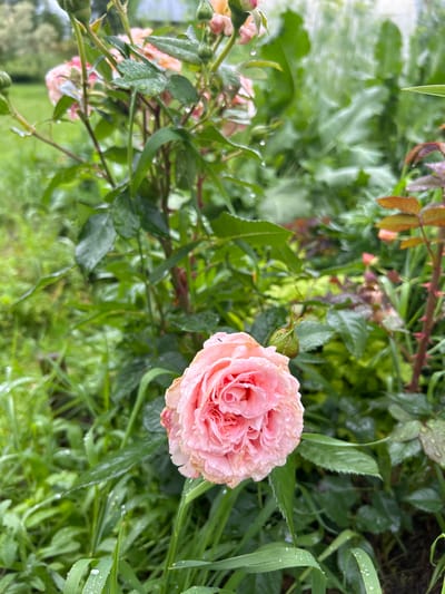 A close-up, eye-level, vertical shot captures a dew-kissed pink rose in the garden of Вишенка Снт, Russia. The rose, centrally located and slightly to the left, is in full bloom, its petals layered and delicate. Water droplets are visible on the rose petals and surrounding green foliage, indicating recent rain or dew. The background consists of lush green plants, out of focus, creating a soft bokeh effect. The lighting is natural and diffused, suggesting an overcast or early morning setting. The image is devoid of any people or animals. The overall impression is one of natural beauty and tranquility.
