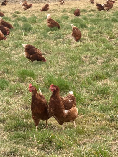 The image depicts a flock of brown chickens foraging in a grassy field. The location is unspecified; the text "Ampfing, Germany" is not visually confirmed. The chickens appear to be engaging in natural foraging behavior, pecking at the ground in search of food. The grass is a mix of green and dry patches, suggesting a field undergoing seasonal changes.