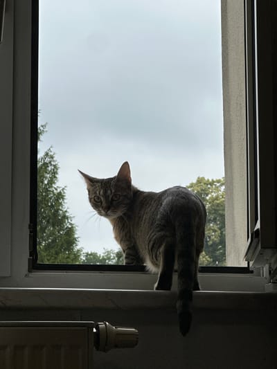 A tabby cat with grey and brown fur is perched on a window ledge, looking over its shoulder at the camera. The cat is facing left, with its body angled slightly away from the viewer. Its tail hangs down behind it. The window frame is visible on either side, and through the window, trees and an overcast sky can be seen. In the foreground, a radiator is partially visible. The scene appears to be an indoor domestic setting, possibly in a home in Bad Blankenburg, Germany, given the provided information.