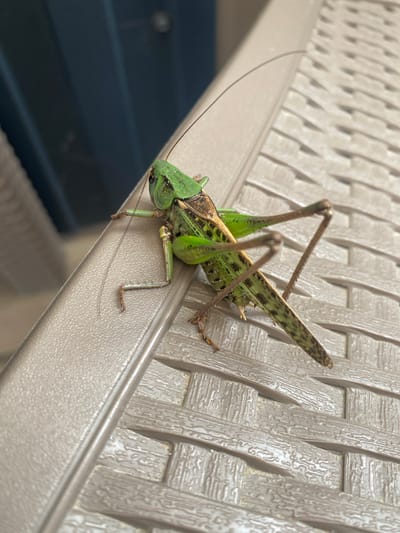 A large, green grasshopper is positioned on a beige, woven plastic surface. The grasshopper's body is primarily green with brown markings along its abdomen and wings. Its long antennae extend forward. The surface it rests on appears to be part of an outdoor chair or table. The background is out of focus, showing a dark blue vertical surface. The image is a close-up, with the grasshopper being the central subject. There are no people or other animals visible in the image. This scene is not identifiable as being in Izberbash, Russia.