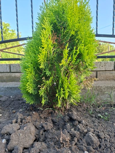 The image shows a close-up, low-angle shot of a small evergreen tree planted in the ground. The tree has bright green, feathery foliage, with some brown, dry sections visible. It is situated in a garden bed with dark, loamy soil and scattered small stones. In the background, a low stone wall and a black metal fence with vertical bars are visible. Beyond the fence, blurred green trees and a clear blue sky can be seen. The overall impression is of a young plant recently placed in a garden setting, possibly in the city of Hiliuți, Moldova. There are no people or animals present in the image.