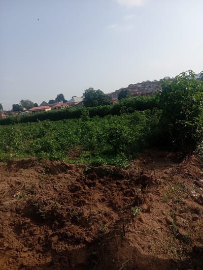 The image depicts a rural landscape in Gwagwa, Nigeria, characterized by a field of lush green crops in the mid-ground, suggesting agricultural activity. The foreground shows disturbed, reddish-brown soil, indicative of tilling or recent planting, with some scattered dry vegetation and thin, upright stalks. In the background, a cluster of residential buildings with terracotta-tiled roofs is visible, nestled amongst trees. The sky is clear and pale blue, with a faint object, possibly a kite or a distant bird, visible in the upper left quadrant. The overall scene suggests a semi-urban or peri-urban setting where agriculture is integrated with residential areas.