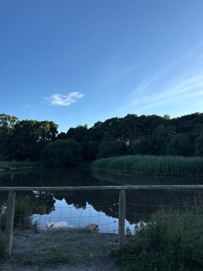 This is a vertically oriented, eye-level shot of a calm body of water reflecting a line of dense, dark green trees and a bright blue sky with wispy white clouds. In the foreground, a metal wire fence runs horizontally across the image, with wooden posts supporting it. The fence creates a grid-like pattern that overlays the reflection in the water. Beyond the fence and to the right, there is a rough, greyish ground with some sparse green vegetation. The water is still, creating a clear mirror image of the trees and sky. The sunlight suggests it is daytime, likely late morning or early afternoon, with a clear and pleasant atmosphere. The scene evokes a sense of tranquility and natural beauty. There is no visible text in the image.