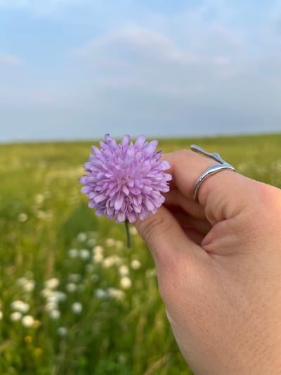 A close-up shot shows a person's hand, adorned with a silver ring, holding a single, delicate purple flower. The flower has a spherical shape, composed of numerous thin petals that radiate outwards. The hand is positioned in the foreground, with the flower prominently displayed. In the background, a blurry expanse of green grass dotted with small white flowers suggests an outdoor meadow or field. The sky above is a soft blue, hinting at a clear day, possibly late afternoon due to the warm lighting. The overall impression is one of natural beauty and delicate artistry, with the flower and ring serving as focal points against a serene, natural backdrop. The context of Kutlu-Bukash, Russia, suggests a rural or natural landscape setting.