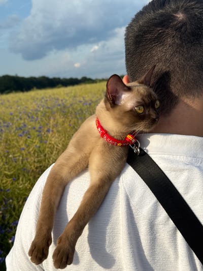 A young cat with brown fur and green eyes sits on the shoulder of a person wearing a white shirt and a black strap across the chest. The cat is wearing a red collar with white stars and the words "Cool Cats". The person's head and neck are visible from behind, with short, dark hair. In the background, there is a field of yellow grass with scattered purple flowers and a line of trees under a cloudy blue sky. The setting appears to be outdoors in a rural area. There is no indication that this scene is located in Hahn, Germany.