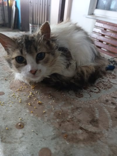 A fluffy cat with brown and white markings lies on a patterned tablecloth, a small pile of yellow pellets scattered in front of it. The cat is looking directly at the camera with large, dark eyes. The background shows a wooden bench and a wall with vertical siding, suggesting an outdoor or semi-outdoor setting.