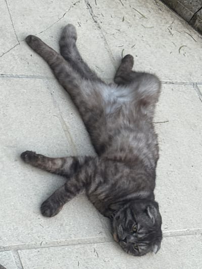 A medium shot shows a grey tabby cat lying on its back on a light-colored paved surface in Longpont-sur-Orge, France. The cat appears relaxed, with its legs splayed out and its head turned to the right. The paved surface is composed of rectangular tiles. A few blades of grass are scattered on the ground. The background shows a bit of a wooden structure. The lighting suggests it is daytime.