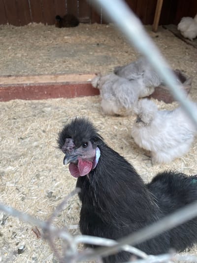 A high-angle, close-up photograph depicts a black Silkie chicken and several chicks inside a coop in Timofeevka, Russia. The primary subject, a fluffy black Silkie chicken, is positioned prominently in the foreground, its head tilted upwards to gaze directly at the camera. Notable features of this chicken include its distinctive purplish-red comb and wattles, dark skin around its eyes and beak, and abundant, soft black feathers.
Behind the adult chicken, to the mid-left of the frame, are several young Silkie chicks with fluffy white and light grey plumage, appearing to rest or move gently on the floor. The ground of the enclosure is covered in a layer of light-colored wood shavings or bedding material. Wooden planks are visible along the left and right edges, suggesting the walls or structure of the coop. Blurred chicken wire fencing is visible across the foreground and subtly throughout the image, indicating the photo was taken through the enclosure's mesh. The lighting suggests it is daytime. There is no visible text.