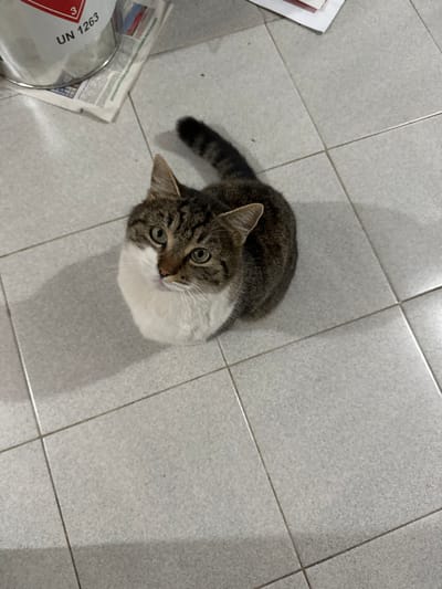 An overhead view depicts a domestic short-haired cat seated on a light grey tiled floor, located in Pobit Kamak, Bulgaria. The cat, exhibiting a tabby pattern of brown, grey, and black stripes and spots across its back, head, and tail, features a prominent white chest, belly, and facial markings including its muzzle and a vertical stripe between its light green-yellow eyes. Its ears are erect, and its gaze is directed upwards towards the camera. The tail is curled around its body. In the upper left quadrant of the frame, a metallic silver bucket or container, bearing a red hazardous materials label with the number "3" and the inscription "UN 1263," rests upon a crumpled newspaper. The floor consists of square ceramic tiles with dark grey grout lines. Shadows are cast to the lower right of the cat and objects, indicating an overhead light source. No people are visible.